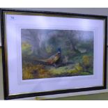 Archibald Thorburn a framed print of a male and two female pheasants in woodland 33 x 50cm