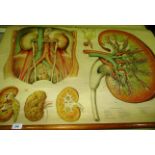 A roll up medical wall chart for the Kidneys No 600D 84 x 103cm by Adam, Rouilly and Company,