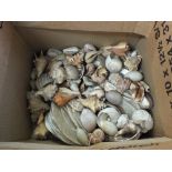 A quantity of various seashells