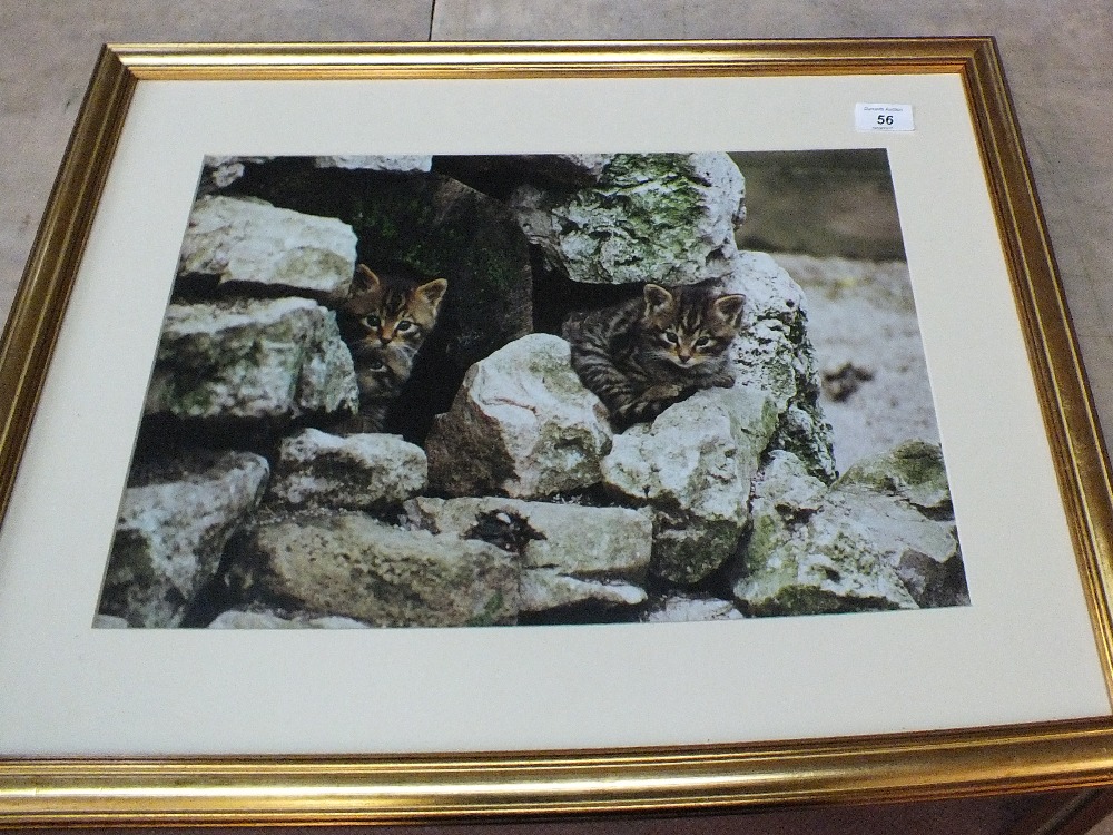 A framed photo of wildcats plus a Steve Burgess limited edition print of tigers - Image 2 of 2