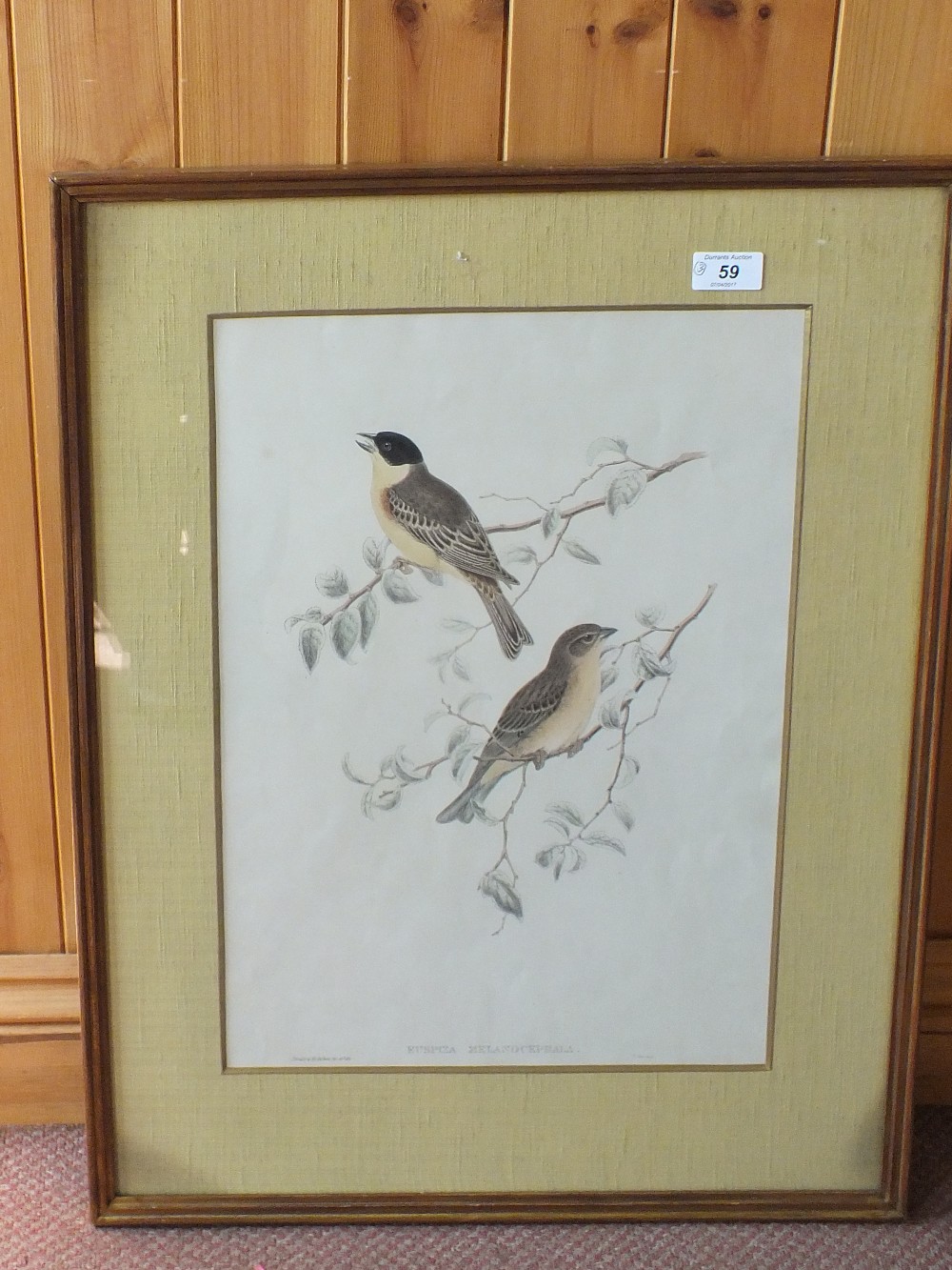 Matilda Hayes, three hand coloured bird lithographs, one with printed John Gould & H.