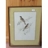 Matilda Hayes, three hand coloured bird lithographs, one with printed John Gould & H.