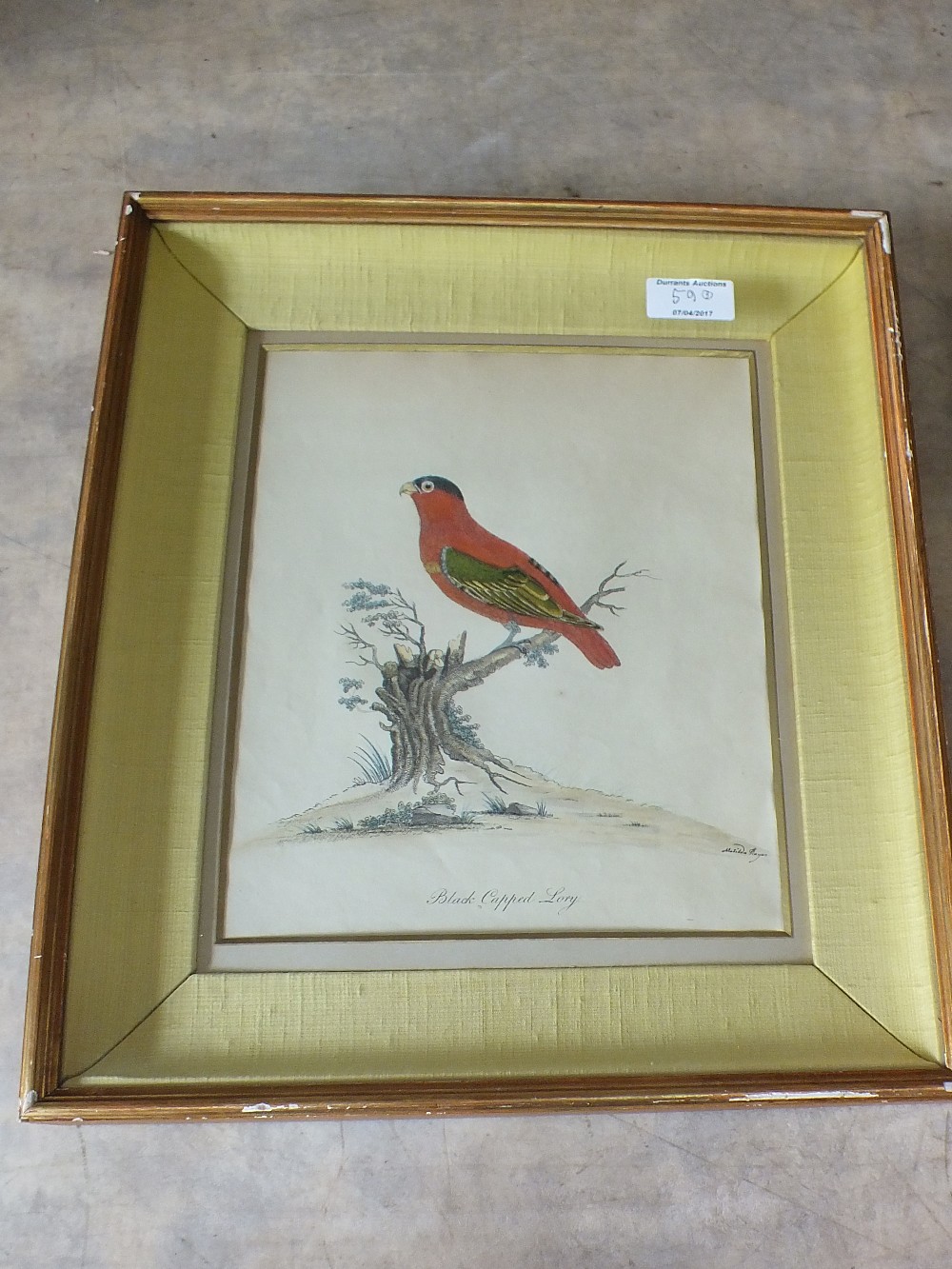 Matilda Hayes, three hand coloured bird lithographs, one with printed John Gould & H. - Image 3 of 3