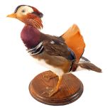 A taxidermy Mandarin Duck on wooden plinth