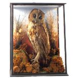 A taxidermy Tawny Owl, cased within a naturalistic setting,