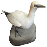 A taxidermy Gannet by John Burton Gt Yarmouth,