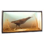 A taxidermy Water-rail, cased within a beach setting,