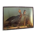 A taxidermy Kingfisher with a Moorhen, cased with a naturalistic setting,