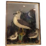 A large Victorian cased taxidermy display of seabird's featuring an Albatross with amongst others a