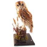 A taxidermy mounted Tawny Owl on plinth,