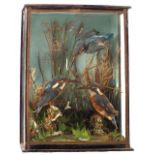 A taxidermy display of three Kingfishers, cased within a naturalistic setting,