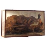 A taxidermy Cock Pheasant cased,