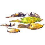 A collection of six taxidermy exotic birds,