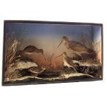 A taxidermy cased winter display featuring a Woodcock with two Snipe and a Jack Snipe,