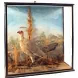 A taxidermy Bantam, mounted and cased,