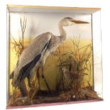 A taxidermy Heron with a Golden Plover, mounted and cased within a naturalistic setting,