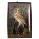 A taxidermy Barn Owl, mounted and cased,