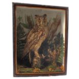 A taxidermy Long-eared Owl, mounted and cased,