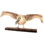 A taxidermy young Gull with open wings