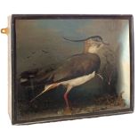 A taxidermy Lapwing cased,