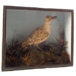 A taxidermy Herring Gull, mounted and cased,