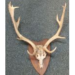 A pair of mounted Fallow Deer antlers on wooden shield