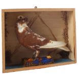 A taxidermy Old Dutch Capuchine Pigeon, cased,