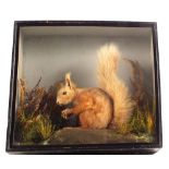 A taxidermy Red Squirrel, mounted and cased within a naturalistic setting, by F.E.