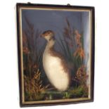 A taxidermy Slavonian Grebe, cased within a naturalistic setting, this fine rare example by W.