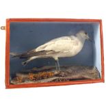 A taxidermy Gull mounted and cased within a 'Robin Starch' box,