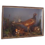 A taxidermy Pheasant cased within a naturalistic setting, by Lowne of Gt Yarmouth,