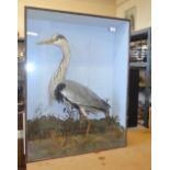 A cased taxidermy adult heron in naturalistic setting