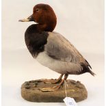 A taxidermy mounted duck