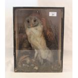 A cased taxidermy barn owl in naturalistic setting