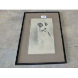 A Hellings drawing of a dog,