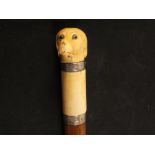 A 19th Century walking cane with ivory dogs head grip,