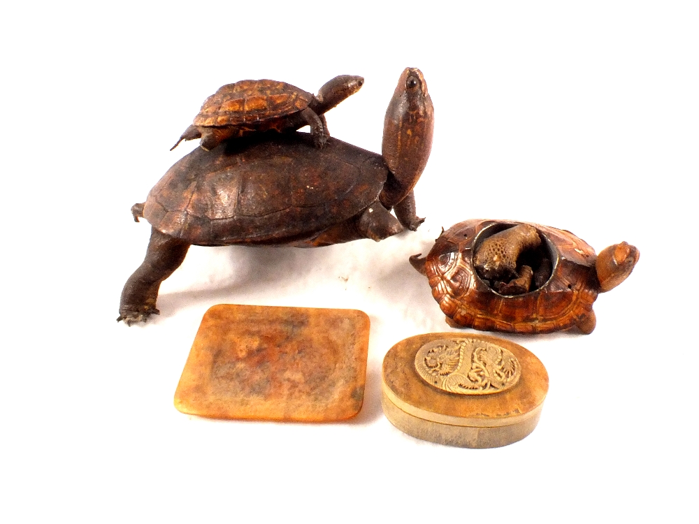 Three stuffed tortoises plus a tortoiseshell box