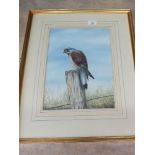 A Simon Trinder watercolour 'Kestrel', signed lower right,