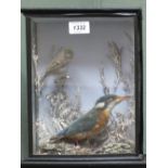 A taxidermy Kingfisher and Tit cased within a naturalistic setting,