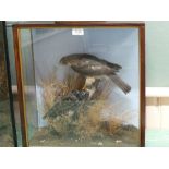 A taxidermy bird of prey (with its catch) within glazed display case, 19" x 18",