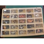 A display case of Britains plastic animals and figures