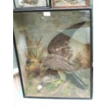 A taxidermy Peregrine Falcon with its French Partridge prey, cased within a naturalistic scene by W.