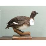 A taxidermy duck mounted on plinth