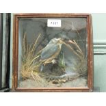 A taxidermy Kingfisher cased within a naturalistic setting,