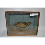 Cased Stuffed Corncrake