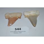 Two Fossilised Sharks Teeth