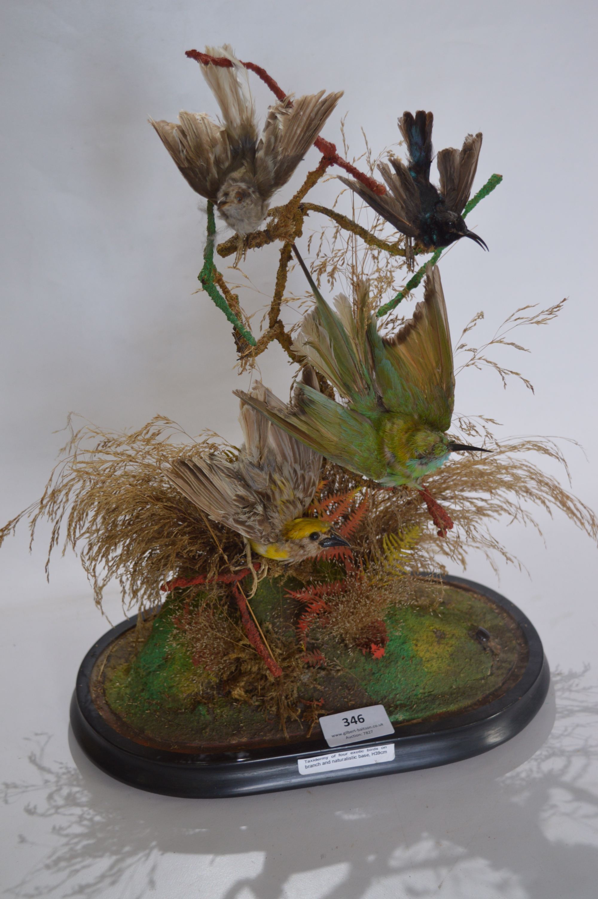 Taxidermy of Four Exotic Birds on Branch