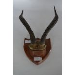 Wall Mounted Antelope Horns