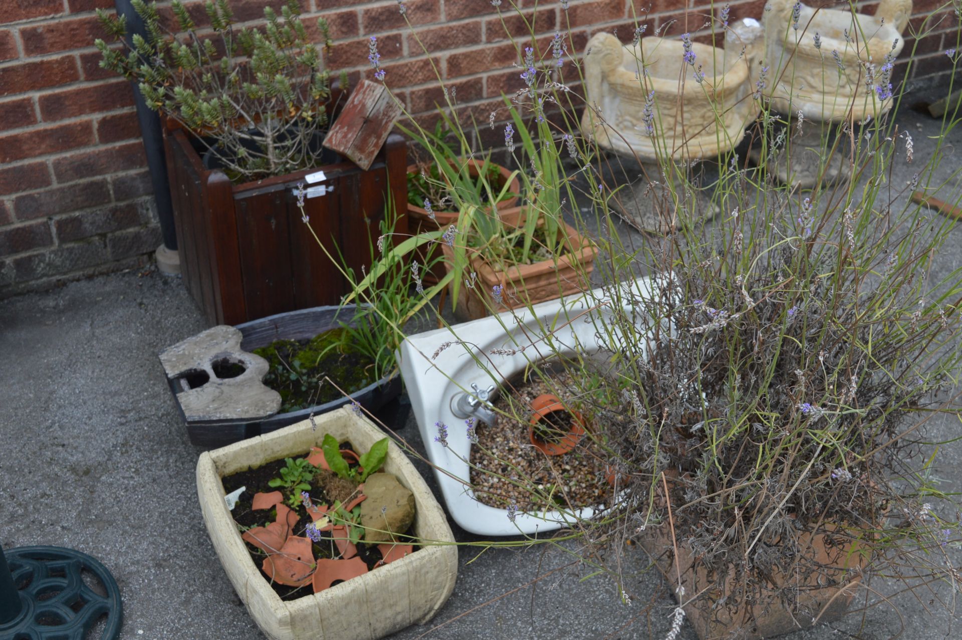 Selection Garden Plants in Pots and a Sink