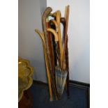 Selection of Walking Sticks and Umbrellas